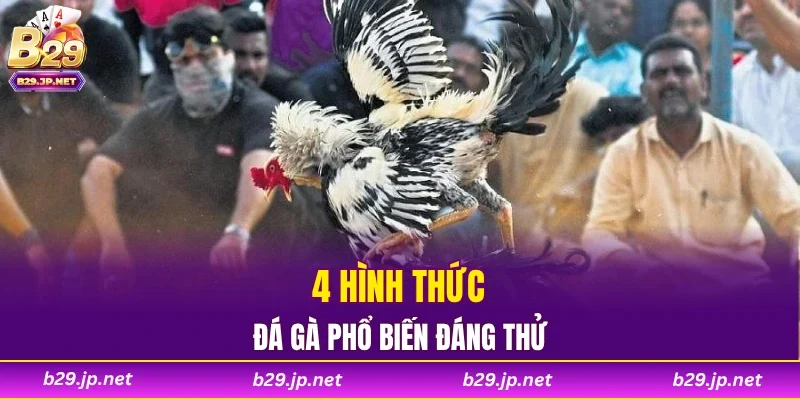 4 hình thức đá gà phổ biến đáng thử