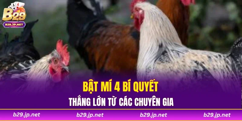 Bật mí 4 bí quyết thắng lớn từ các chuyên gia