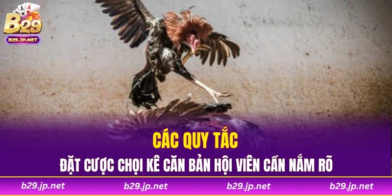 Các quy tắc đặt cược chọi kê căn bản hội viên cần nắm rõ