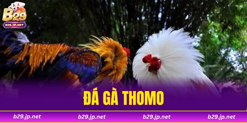 Đá Gà Thomo