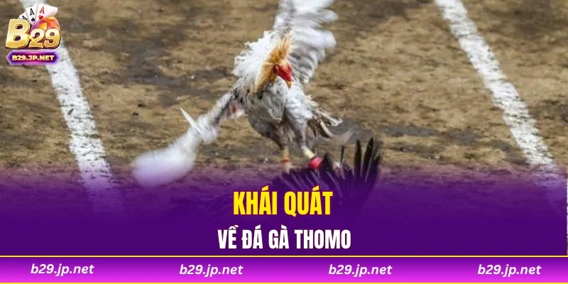 Khái quát về đá gà Thomo