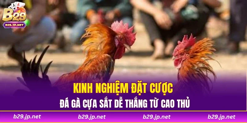 Kinh nghiệm đặt cược đá gà cựa sắt dễ thắng từ cao thủ